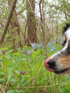 castlewood dog