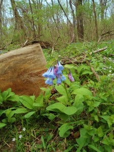 castlewood flower