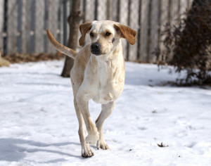 marshall in snow