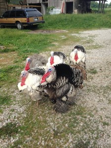 wild turkeys