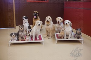 The canine cast of "Marshall The Miracle Dog."