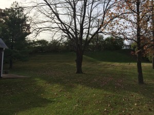 backyard with trees